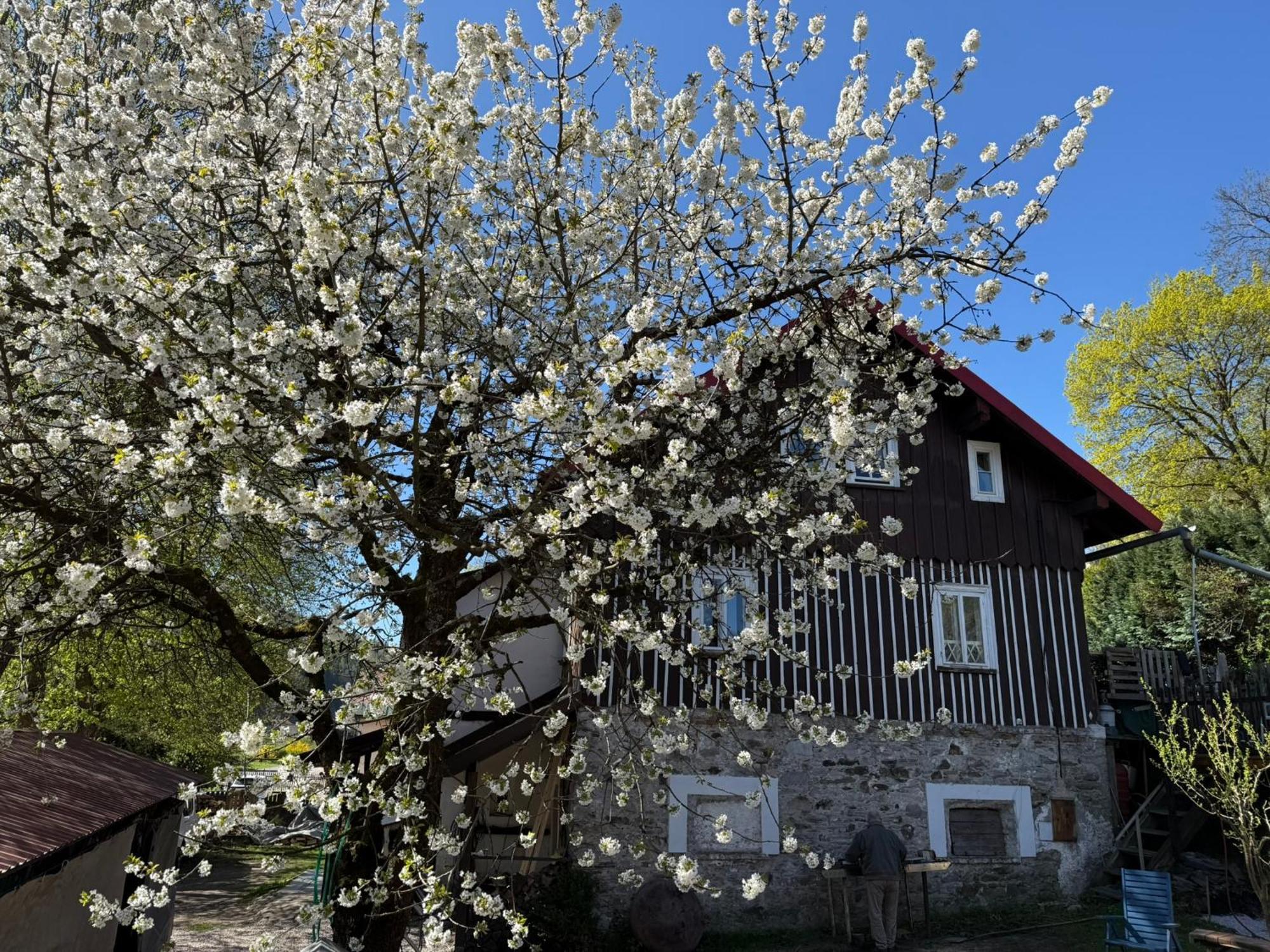 Vila Adelka - Utulna Chalupa V Krkonosich Horní Maršov エクステリア 写真